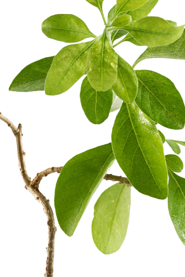 Ashwagandha The Powerful Ayurvedic Adaptogen ashaya