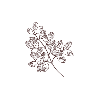 Moringa Oil