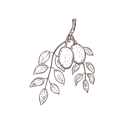 Marula Oil