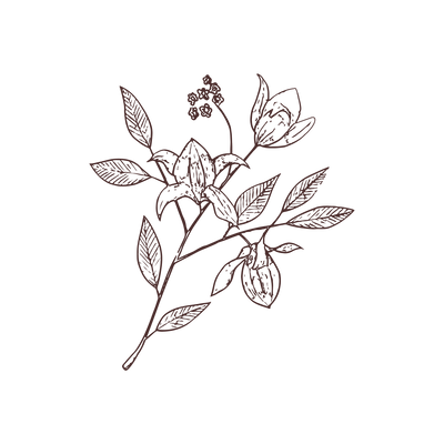 Jojoba Oil