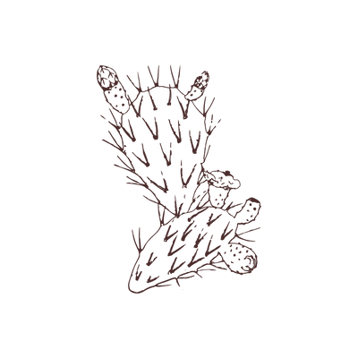 Prickly Pear Seed Oil