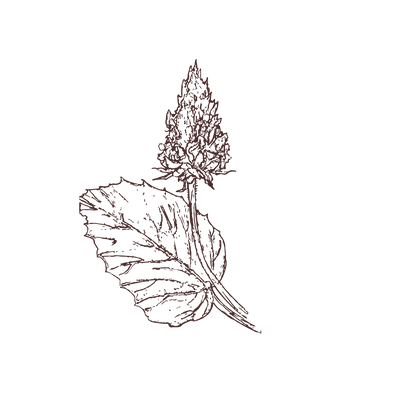 Clary Sage