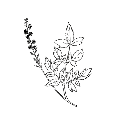 Black Cohosh