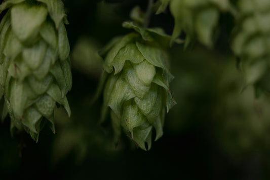 Hops: Unveiling the Wonders of this Herbaceous Marvel